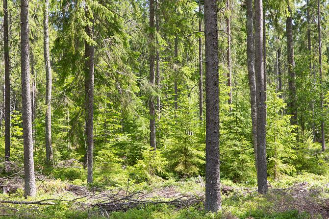 eri-ikäistä kuusimetsää