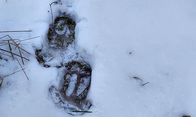 Lumessa näkyy villisian jäljet