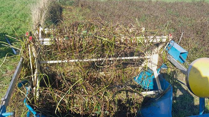 Kuvassa on apilakasvustoa puintitilanteessa. 