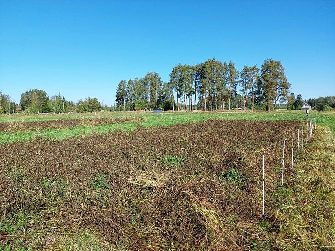 Kuva ruskeasta apilakasvustosta. 