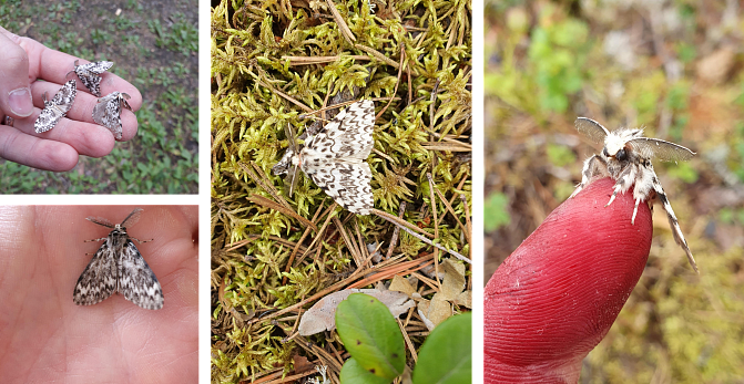 Havununnakoiras, keskikokoinen perhonen, jonka etusiivet ovat valkoisen ja tummanharmaan sävyiset mustine aaltoilevine juovine ja täplineen. Takasiivet ovat tasaisen harmaat. Siipien reunoissa on mustavalkoinen täplitys, ja koiraalla on suuret kampamaiset tuntosarvet.