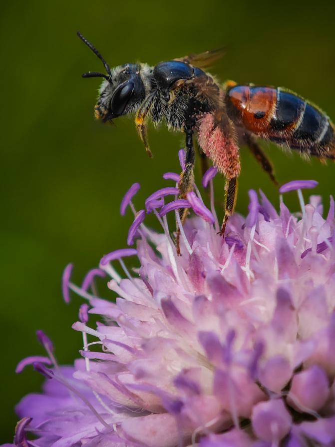 Ruusuruohomaamehiläinen