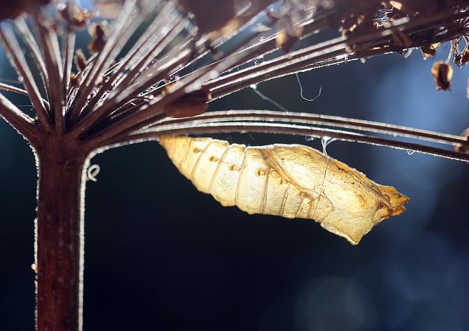 Kuvassa on isohangokkaan toukka