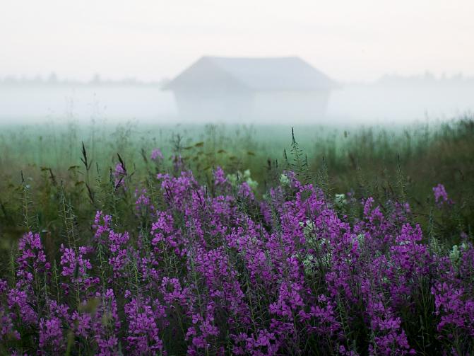 Kuvassa on kesäinen peltomaisema