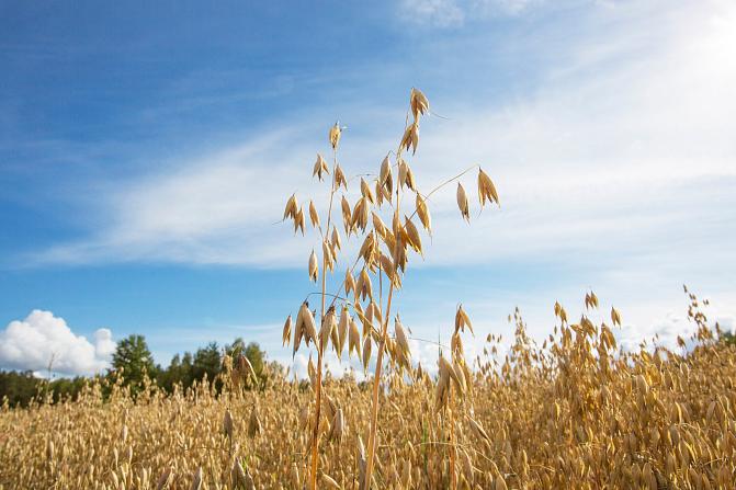 Kuvassa kauraa pellolla. Taustalla näkyy sininen taivas ja valkoisia pilviä.