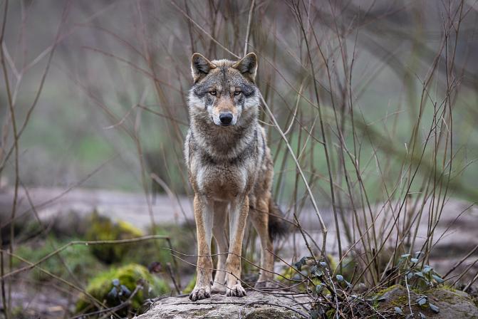 Susi seisoo kiven päällä