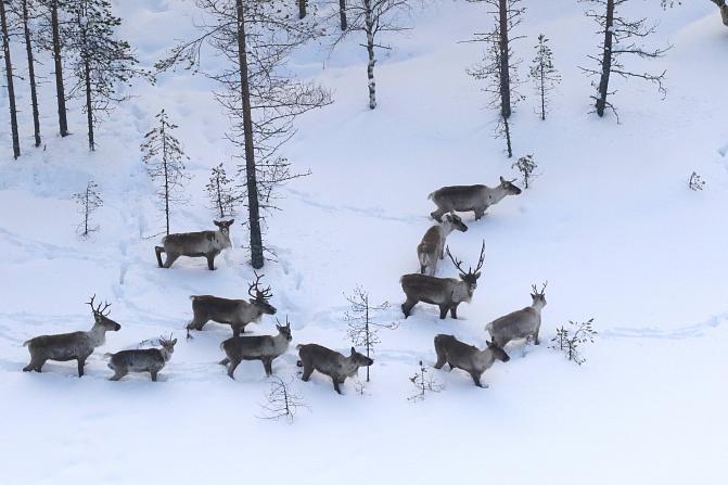 Kuvituskuva, jossa metsäpeuroja talvella metsässä.