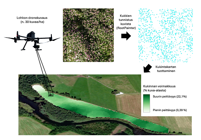 Prosessikaavio menetelmän työnkulusta. Vasemmalla ylhäällä drone ja dronekuva puna-apilan kukinnasta, oikealla ylhäällä tekoälyn tunnistamia kukkia turkooseina pisteinä. Alhaalla ilmakuva peltolohkosta, jonka päälle on visualisoitu kukinnan voimakkuus vihreällä väriskaalalla vaaleasta tummaan.