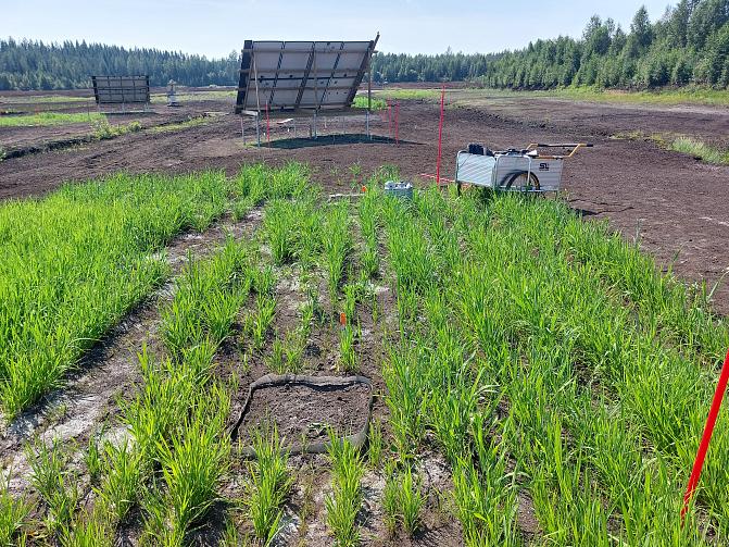 AurinkoSuo-hankkeessa kasvaa ruokohelpiä vanhalla turpeentuotantoalueella