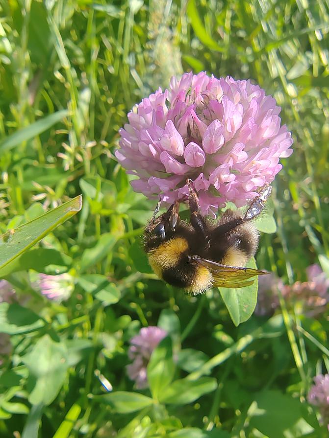 Tarhakimalainen vierailee puna-apilan kukassa.