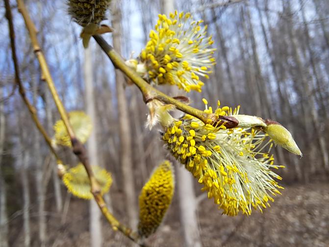 Kukkiva raitapaju keväällä.