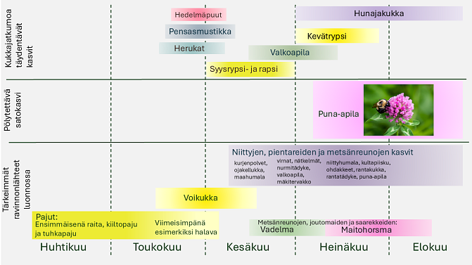 Tärkeimmistä luonnon ravintokasveista pajut, voikukka, vadelma ja maitohorsma ovat kaikkien kimalaisten suosiossa. Pitkätorviset kukat aloittavat kukintansa pääosin vasta keskikesän jälkeen. Keväällä ja alkukesällä pitkäkielisiä kimalaisia voi parhaiten suosia varmistamalla, että kukkia on aina tarjolla avoimissa ja puoliavoimissa elinympäristöissä. Toisin kuin monet lyhytkieliset kimalaiset, pitkäkieliset kimalaiset useimmiten karttelevat metsää eivätkä todennäköisesti hyödynnä tehokkaasti metsien mesikasv