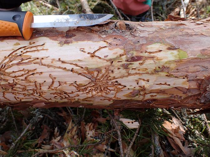 Okakaarnakuoriaisen syömäjäljet näyttävät männyn rungolla tähtimäisinä kuvioina.