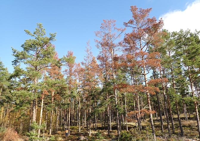 Okakaarnakuoriainen pystyy tappamaan eri-ikäisiä ja kokoisia mäntyjä. Kuolleiden mäntyjen neulaset näkyvät ruskeina.