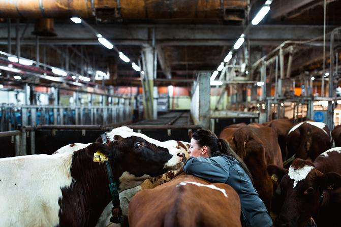 a cow and its caretaker