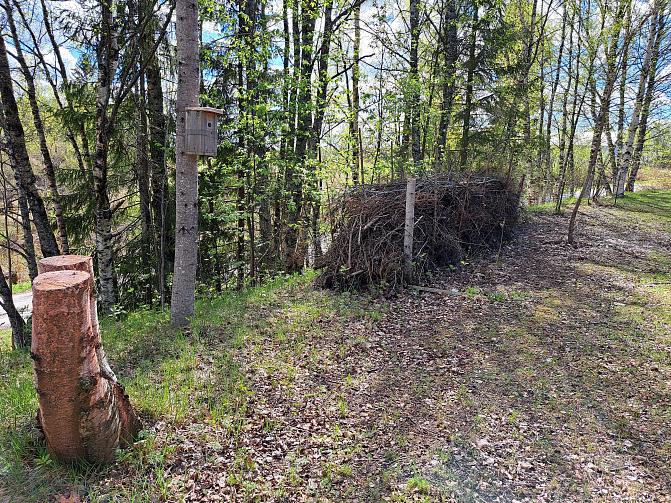 Linnunpönttö ja kantoja.