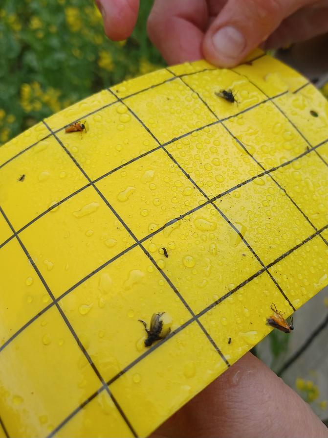 Aikuisia rapsipistiäisiä keltaliima-ansassa. 