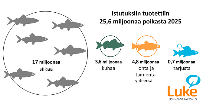 Istutuksiin tuotettiin 25,6 miljoonaa poikasta 2025