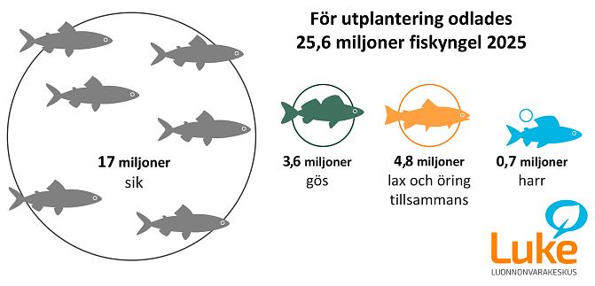 antalet utsatta fiskyngel