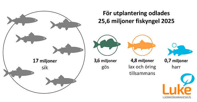 För utplantering odlades 25,6 miljoner fiskyngel 2025