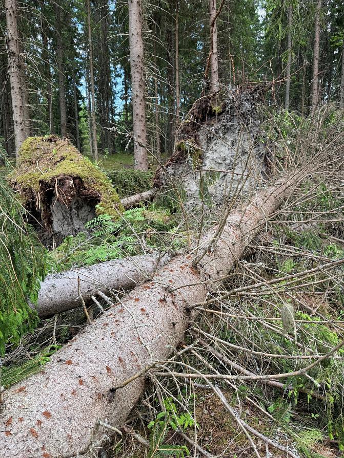 Kuusimetsä, jossa useita myrskyn kaatamia puita. Juuret ovat nousseet maasta ja rungot makaavat ristiin metsäpohjalla; kuolleet ja vaurioituneet puut tarjoavat lisääntymisalustaa kirjanpainajille.