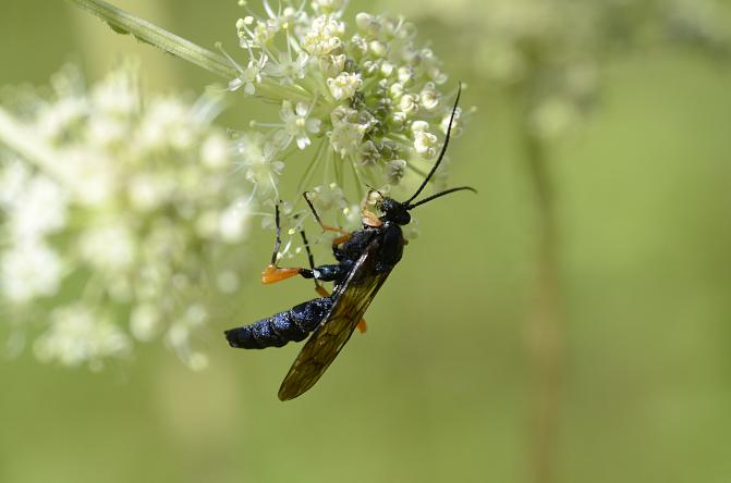 Ritarikiho.