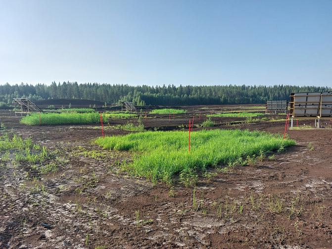 Kuvassa näkyy Aurinkosuo-hankkeessa tarkasteltava turvetuotannosta poistettu suo ja sillä kasvavat viljelmät. Taustalla siintää sininen taivas ja metsä.