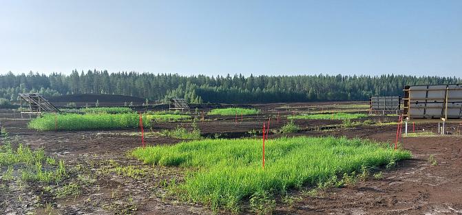 Kuvassa näkyy turvetuotannosta poistettu alue Varpaisjärvellä. Kuvassa näkyy alueella tehtäviä viljelykokeita. Taustalla siintää sininen taivas ja metsä.