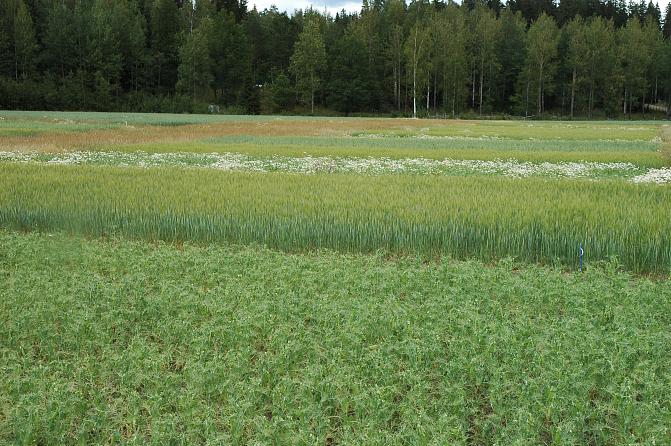 Viljelykiertokenttäkoe