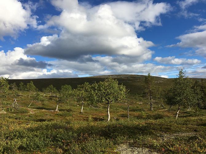 Kuvassa näkyy tunturimaisemaa, kasvillisuus vihertää. Sinisellä taivaalla lipuu pilviä.