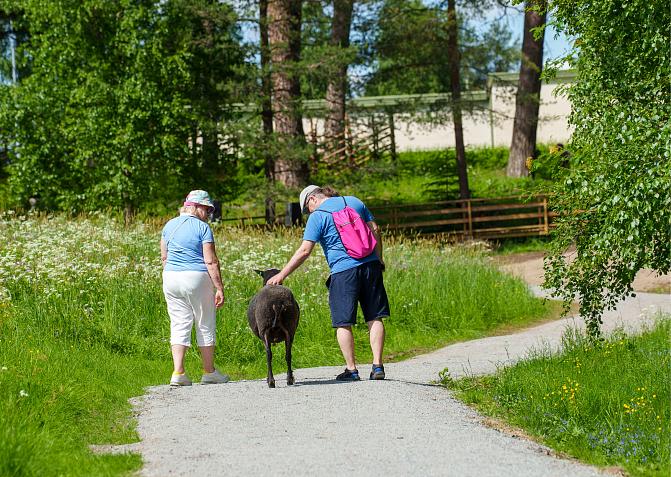 Ihmiset rapsuttelevat lammasta Syntiniemen luontopolulla