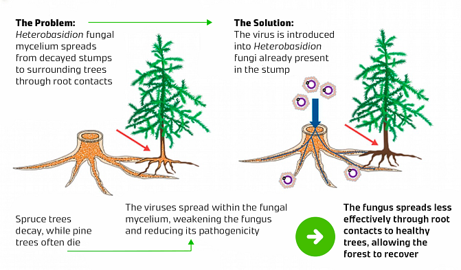 A visualization of how HetViro works.