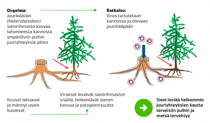HetViron toimintaperiaate.