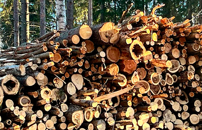 Juurikäävän lahottamaa energiapuuta.