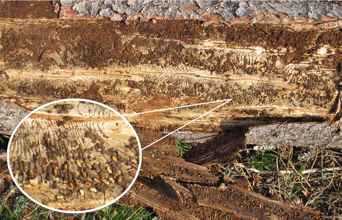 Kirjanpainajan syömäjälkeä