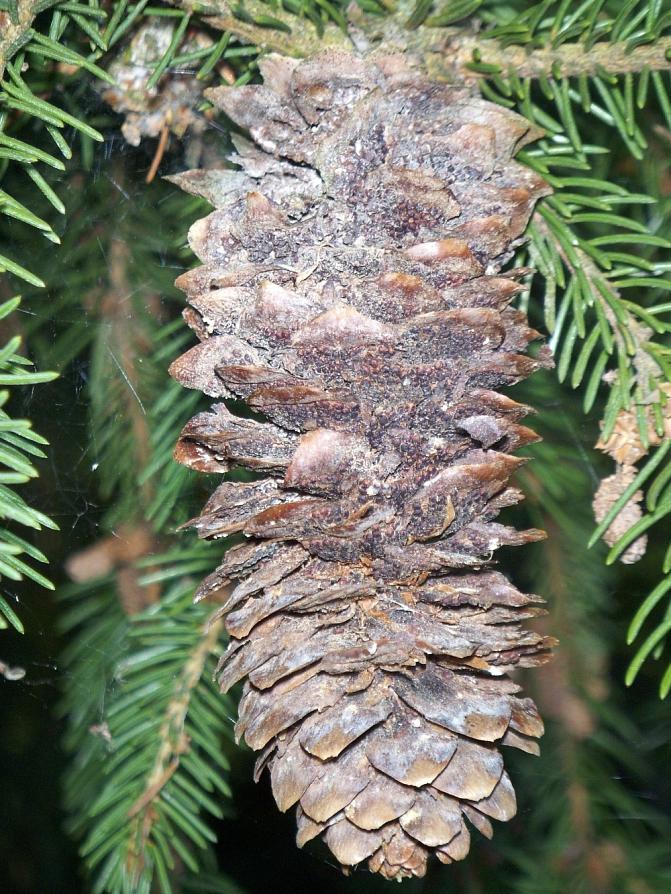 Kuusentuomiruosteen vaurioittama metsäkuusen käpy.