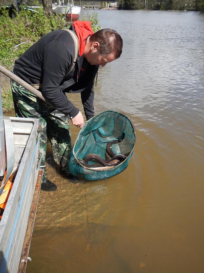 Mies vapauttaa ankeriaita haavista jokeen.