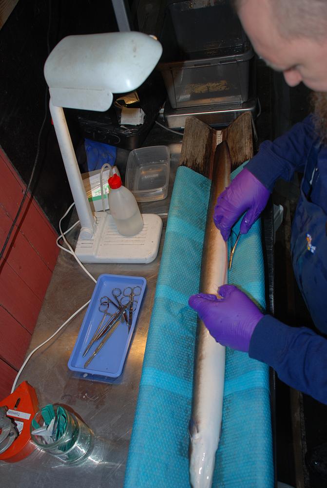 Mies asettaa nukutetulle ankeriaalle ultraäänilähetintä.