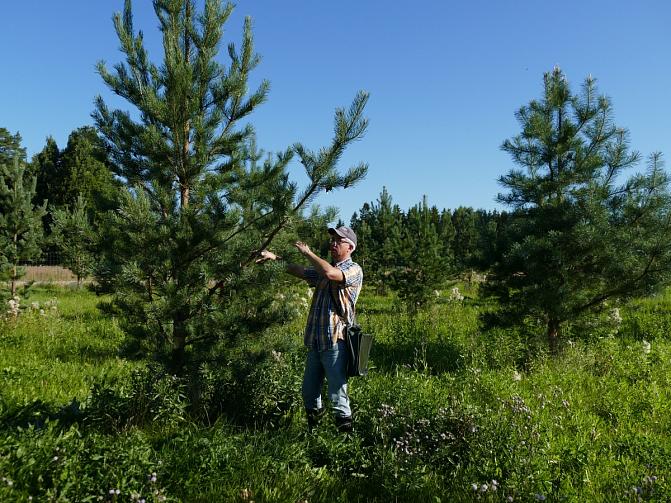 Kuvassa on puiden siemenviljelys. 