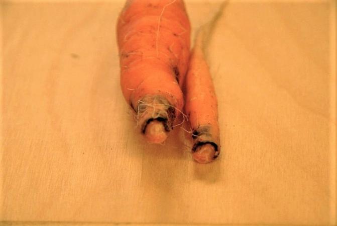 kuvituskuva: Porkkanakärpäsen toukan vioitus porkkanassa. Kuva: Anne Nissinen