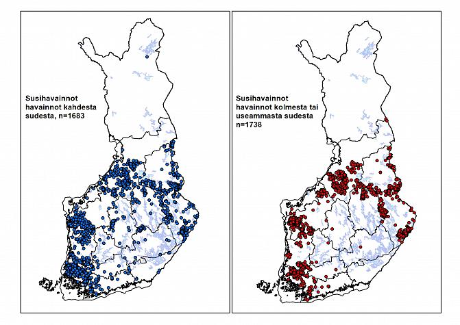Kaksi Suomen karttaa, joista vasemmanpuoleisessa kuvattu susihavainnot kahdesta sudesta ja oikeanpuoleisessa susihavainnot kolmesta tai useammasta sudesta eri puolella maata. Isoimmat esiintymät Varsinais-Suomessa, Länsi-Suomessa, Pohjois-Pohjanmaalla ja Itä-Suomessa. 
