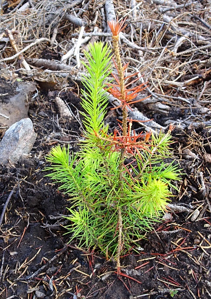 Ahavan vioittama taimi.