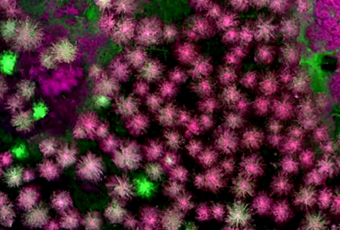 Kuvassa näkyy suurennettuna puun kuolleita latvuksia.