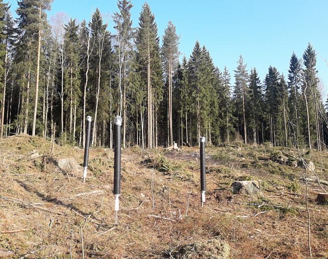 Kuva kirjanpainajakuoriaisen pyydyksistä hakkuuaukolla. Putkimallisissa pyydyksissä on kirjanpainajia houkuttelevaa feromonia.