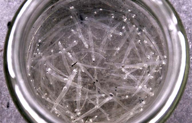 Kuvassa on silakan toukkia.