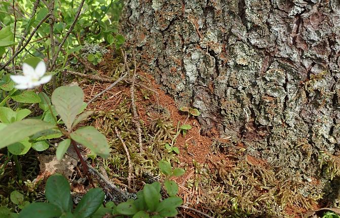Kirjanpainajakuoriainen on valloittanut latvukseltaan vielä terveen näköisen kuusen: tyvelle ja kuoren rakoihin kertyy ruskeaa purua. 