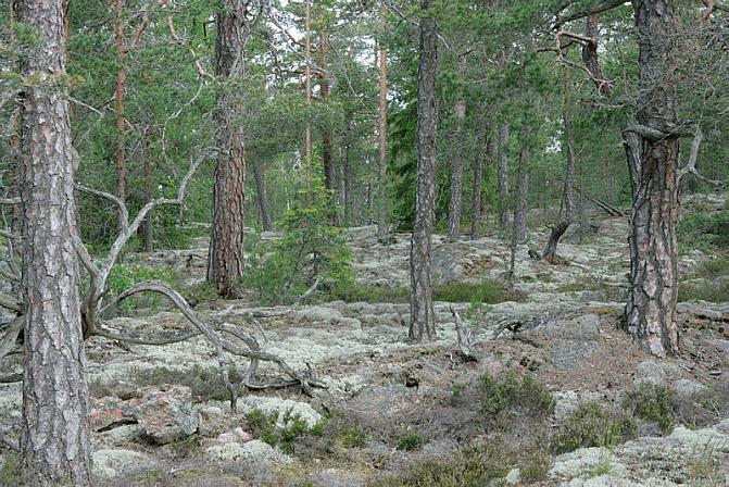 Kuvituskuva kitumaasta. 