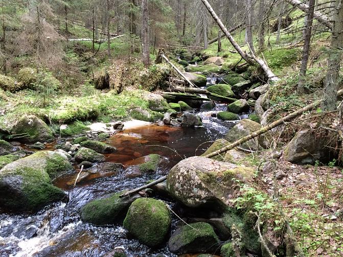 Puro virtaa metsässä.