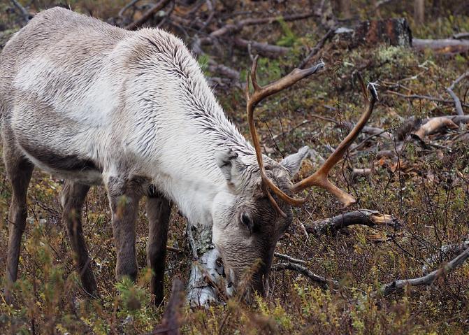 Poro syö kanervikossa, kuva: Mervi Honkatukia