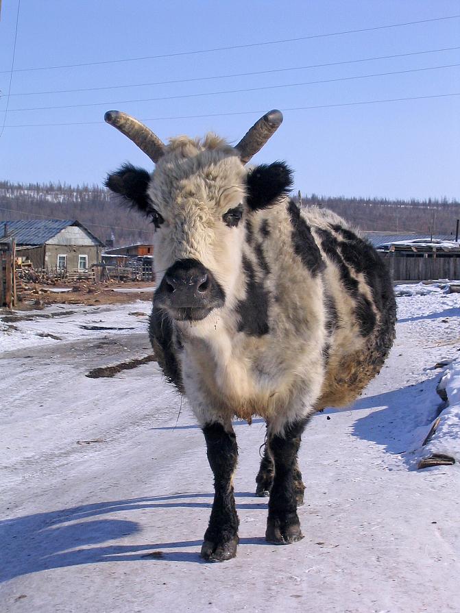 Kuvassa on jakutiankarjaa. 